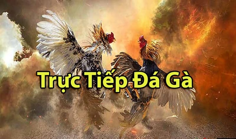 https://jais.pro/tim-hieu-ve-da-ga-thomo-campuchia/